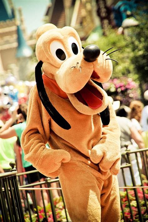 Pluto Pluto Disney Disney Disney World Pictures