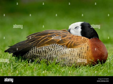 Sleeping Duck High Resolution Stock Photography And Images Alamy