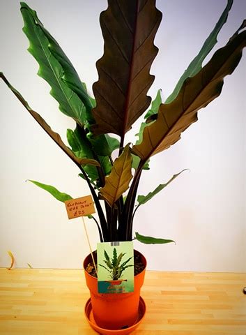 Rated 5.00 out of 5 based on 2 customer ratings. Elephant Ear Plant or Alocasia Lauterbachiana - buy online ...