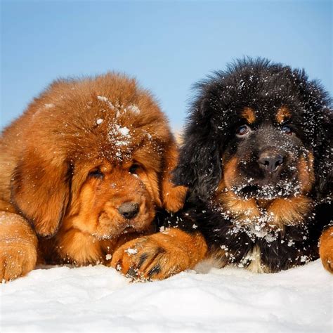 4 Facts About Tibetan Mastiffs Greenfield Puppies