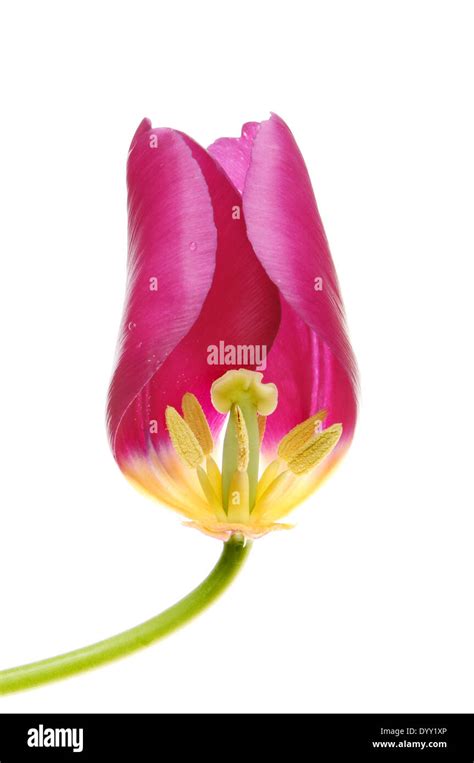 Section Through A Tulip Flower Showing The Reproductive Organs Isolated