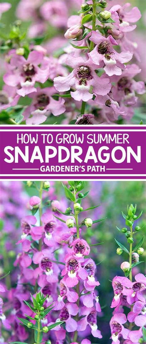 Grow Summer Snapdragon Angelonia Angustifolia Gardeners Path