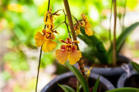 Dancing Lady Orchid Oncidium Varicosum Stock Image Colourbox