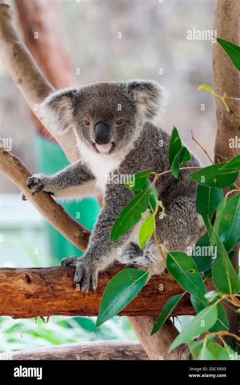Beautiful Koala Bear Phascolarctos Cinereus Sitting On The Gum Tree