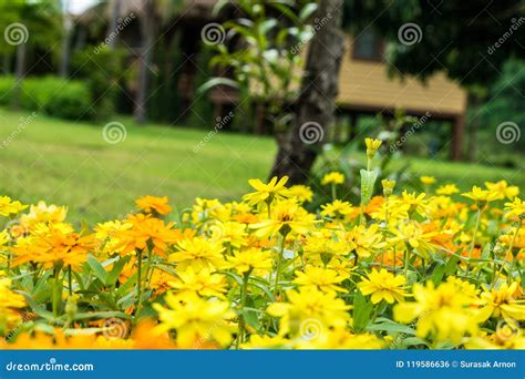 Beautiful Yellow Flowers Planted In The Garden Stock Photo Image Of