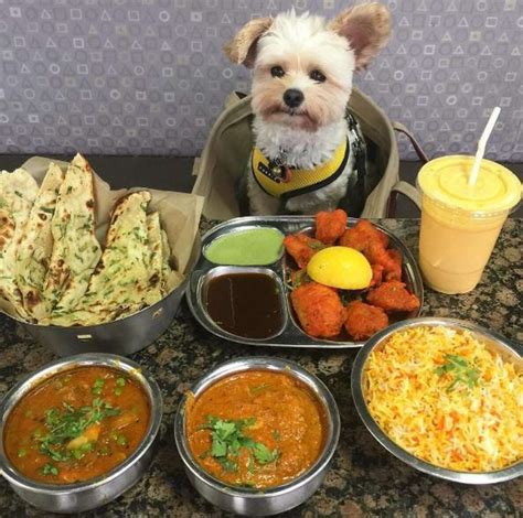 Dog Found Starving On Streets Is A Huge Foodie Now The Dodo