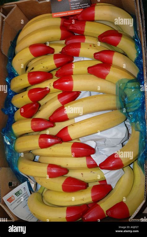 Prize Winning Bunch Of Ripe Organic Bananas Dipped In Marked With Red