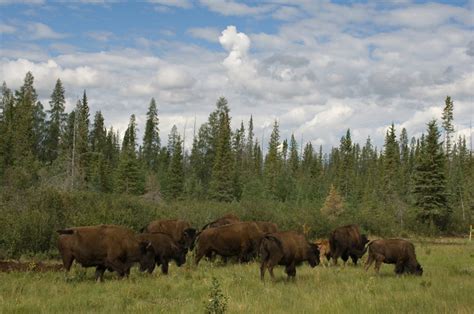 Le Parc National De Wood Buffalo En Déclin