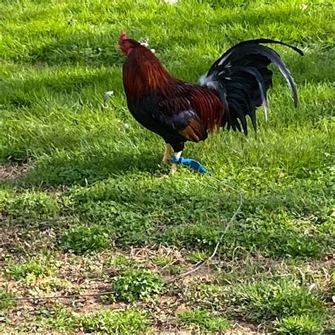 Cave Branch Creek Gamefowl Farm Athens Al