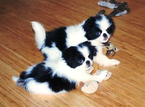If you're browsing puppies for sale in bethel springs, tennessee , be sure to check out this charming little pup. Adorble Japanese Chin Puppies for Sale in Bluffton, Iowa ...