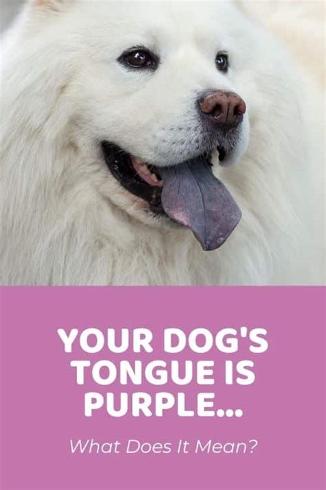 What Does It Mean If Your Dogs Tongue Is Purple Doodle Doods