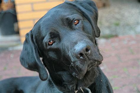 File0312 Black Labrador Img 9766 Wikimedia Commons