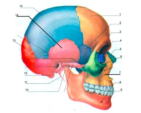 Volverse Profesional Amante Skull Anatomy Quiz Testificar Gu A Hermano