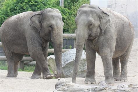 Panel Gives High Marks To Elephant Program At Buttonwood Zoo