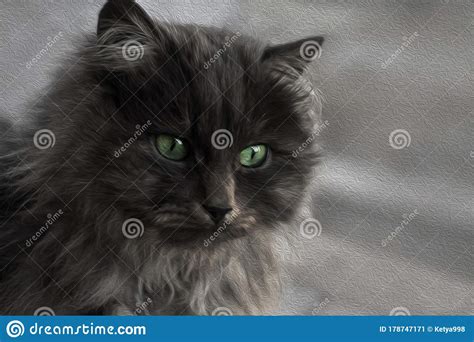 Black And Fluffy Cat With Green Eyes Close Up Stock Image Image Of