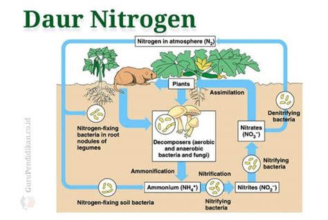 Pengertian Daur Nitrogen Siklus Proses Bentuk Dan Contoh