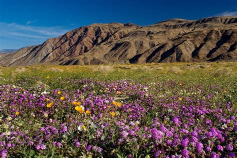 Californias Wildflower Super Bloom Earth Blog