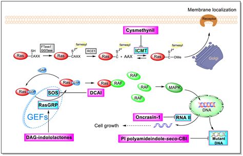 Frontiers Regulation Of The Ras Related Signaling Pathway By Small Molecules Containing An