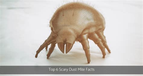 Top 6 Scary Dust Mite Facts