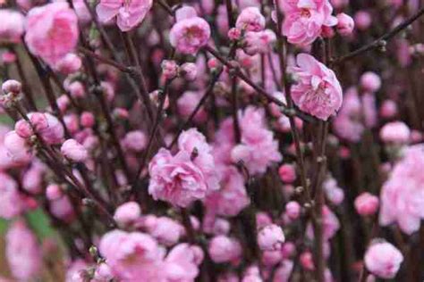 Dwarf Versicolour Flowering Peach Plantnet® Australia