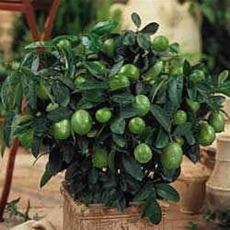 Check spelling or type a new query. Indoor Lime Trees | HubPages
