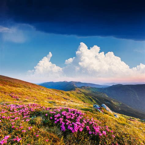 Appalachian Mountains Scenic Spring Flowers Landscape Blue Ridge Stock
