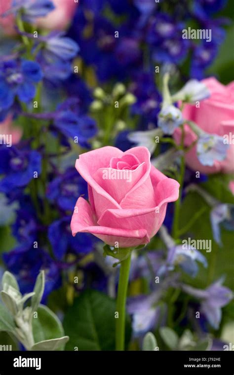 Pink Roses And Blue Delphiniums Stock Photo Alamy