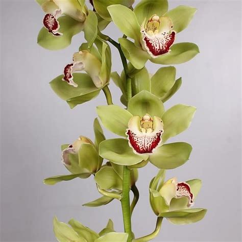 Cymbidium Orchid Eaglewood Apple Green Cm Wholesale Dutch Flowers