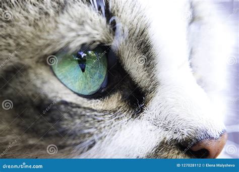 Close Up Of A Cat S Eye Turquoise Color Stock Photo Image Of Nature