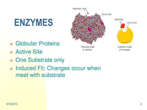 What Causes Enzymes To Be Elevated Elevated Liver Enzymes Causes