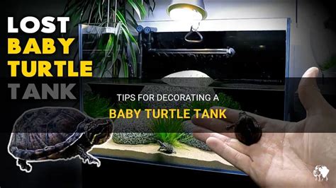 Tips For Decorating A Baby Turtle Tank Petshun