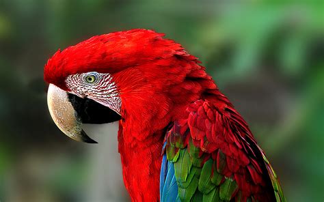 50 Red And Green Macaw Hd Wallpapers And Backgrounds