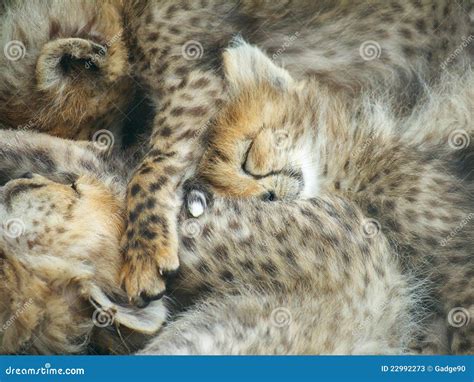 Cheetah Cubs Sleeping Stock Photos Image 22992273