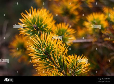 Desenfoque Pino Enano Siberiano Pinus Pumila Amarillo Seco O Enfermo