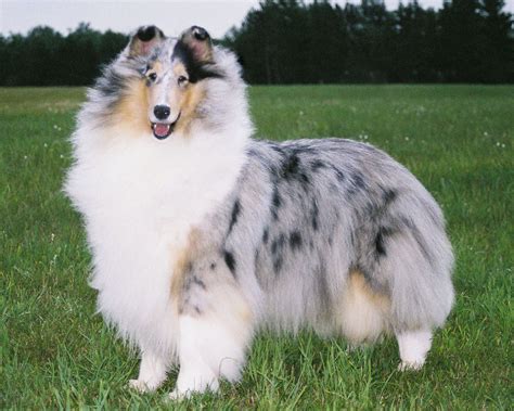 My Dream Dog I Have Always Wanted A Lassie Dog Rough Collie Puppy