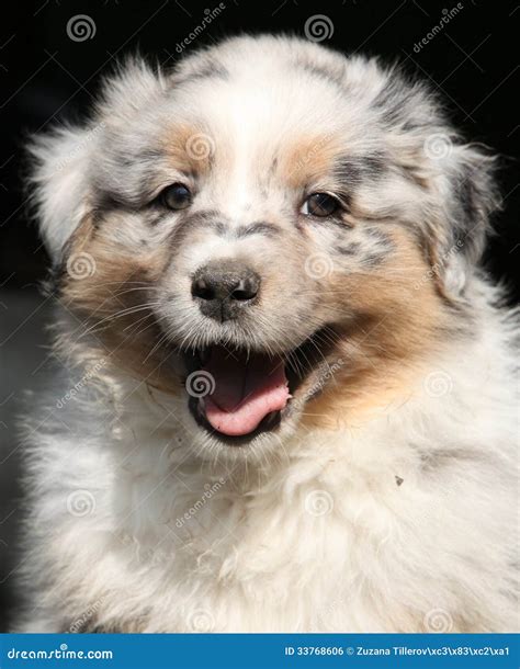 Gorgeous Puppy Smiling At You Stock Photo Image Of Domestic Black