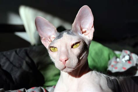 The word is sphynx and pet quality cats start at $1,000. Exceptional Feline Breed: Sphynx Cat | WishForPets