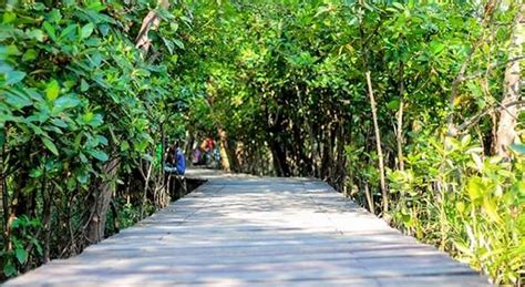 10 Foto Ekowisata Hutan Mangrove Wonorejo Harga Tiket Wisata Alamat