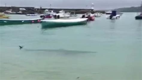 Swimmers Warned Over 9ft Blue Shark In St Ives Cornwall Bbc News