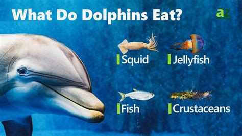 What Do Dolphins Eat 10 Foods In Their Diet A Z Animals