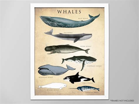 Whale Chart Art Print Whale Species Natural History Poster Etsy