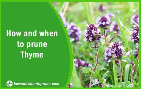 Pruning Or Trimming Thyme How And When To Prune