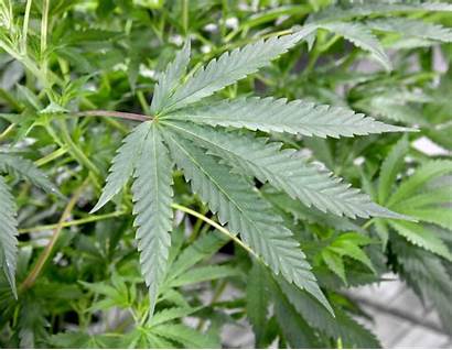 Marijuana States Legalization Laws Cannabis Consider