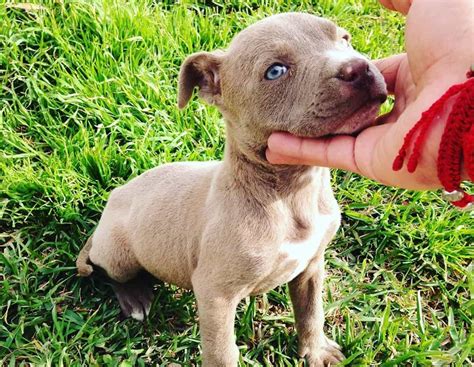 Blue Fawn Pitbull Are They As Stunning As Most Owners Claim