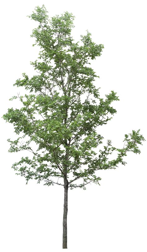 Forest Natural Tree Png Image Purepng Free Transparent Cc0 Png