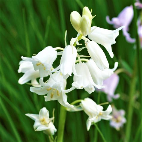 Spanish Bluebells Hyacinthoides White Easy To Grow Bulbs