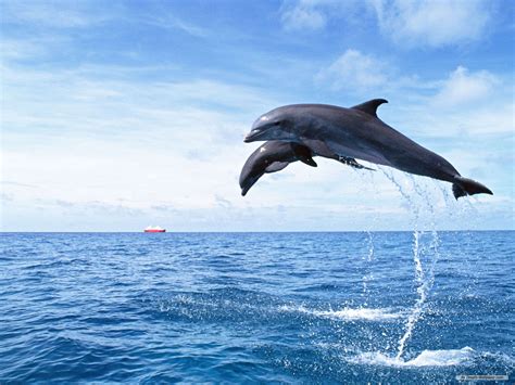Dolphin Wallpaper Hddolphincommon Bottlenose Dolphinbottlenose