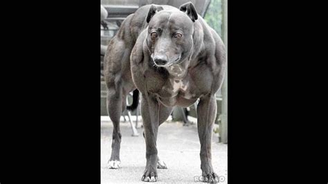 Bodybuilding Dog Youtube