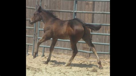 Beautiful Bay Colt Fast Powerful And Athletic Cutting Reining And Cow