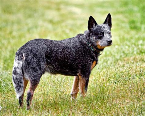 Types Of Heeler Dogs Photos All Recommendation